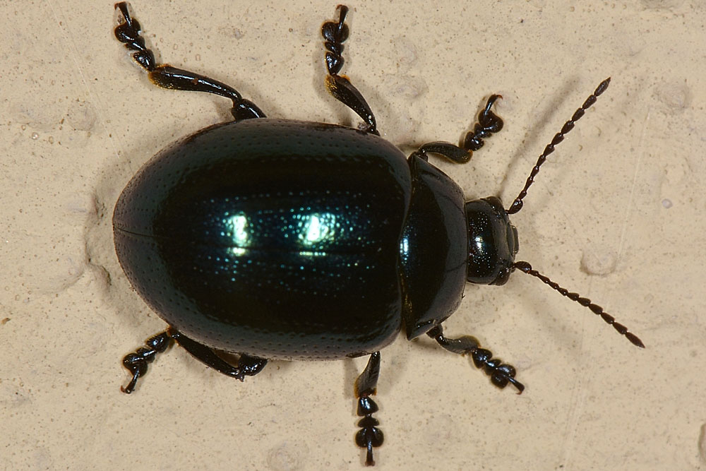 Chrysolina da id.